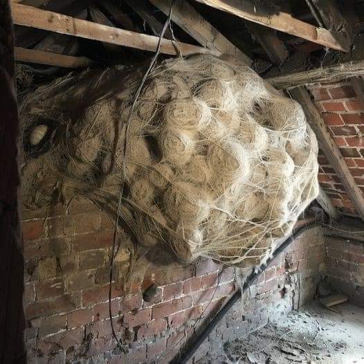 Man Thinks He Found Nest In Attic Turns Pale When He